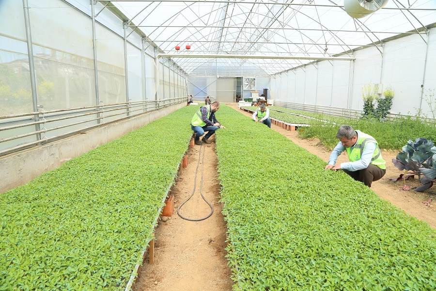 BÜYÜKŞEHİR KENDİ YETİŞTİRDİĞİ FİDELERİ ÜRETİCİLERLE BULUŞTURUYOR